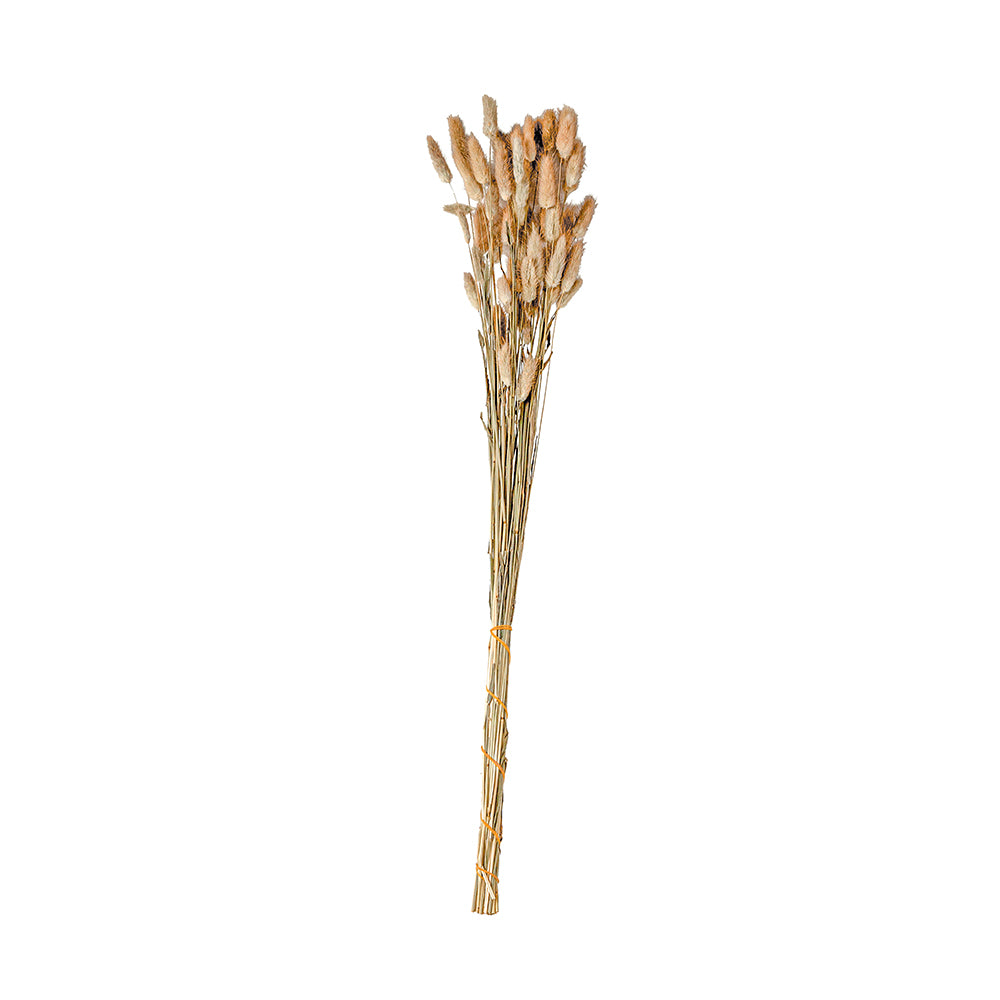 FLOR CAUDA DE COELHO PRESERVADA
