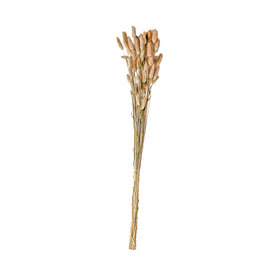 FLOR CAUDA DE COELHO PRESERVADA