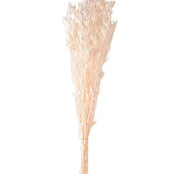 FLOR ESTRELA DE ANIS PRESERVADA 70 CM - AQUI VC DECORA