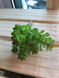 Mini Suculenta Verde