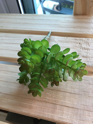Mini Suculenta Verde