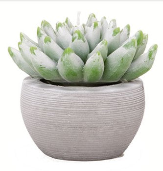 Pote Vela Suculenta M