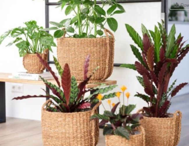 CESTO SEAGRASS RAY NATURAL D40 A35