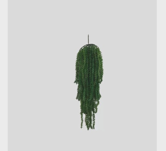 PENDENTE  ARAUCARIA LAUBENFELSII
