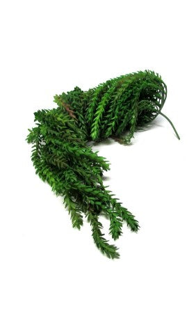 PENDENTE  ARAUCARIA LAUBENFELSII