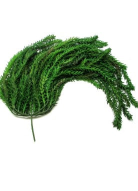 PENDENTE  ARAUCARIA LAUBENFELSII