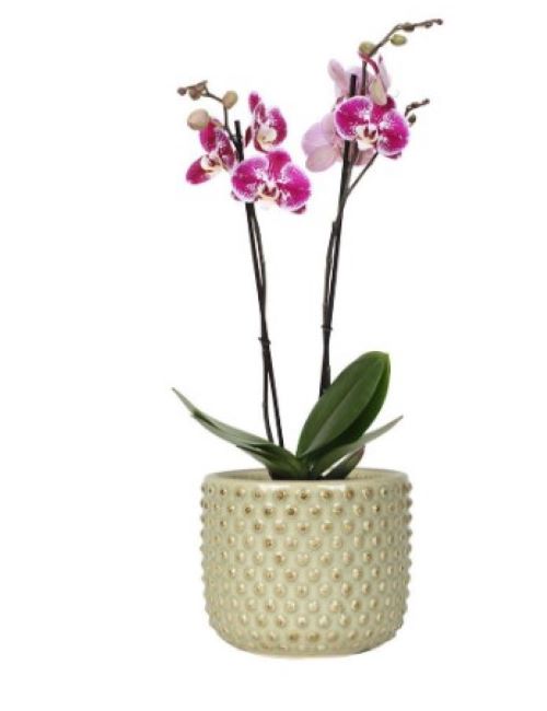 VASO BOLINO MENTA